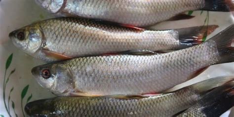 Rohu Fish: A Comprehensive Guide .